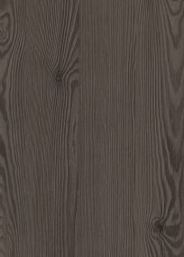 Anthracite Mountain Larch